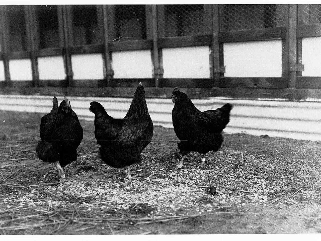 Criação de aves domésticas